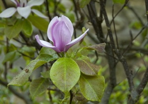 Magnolia